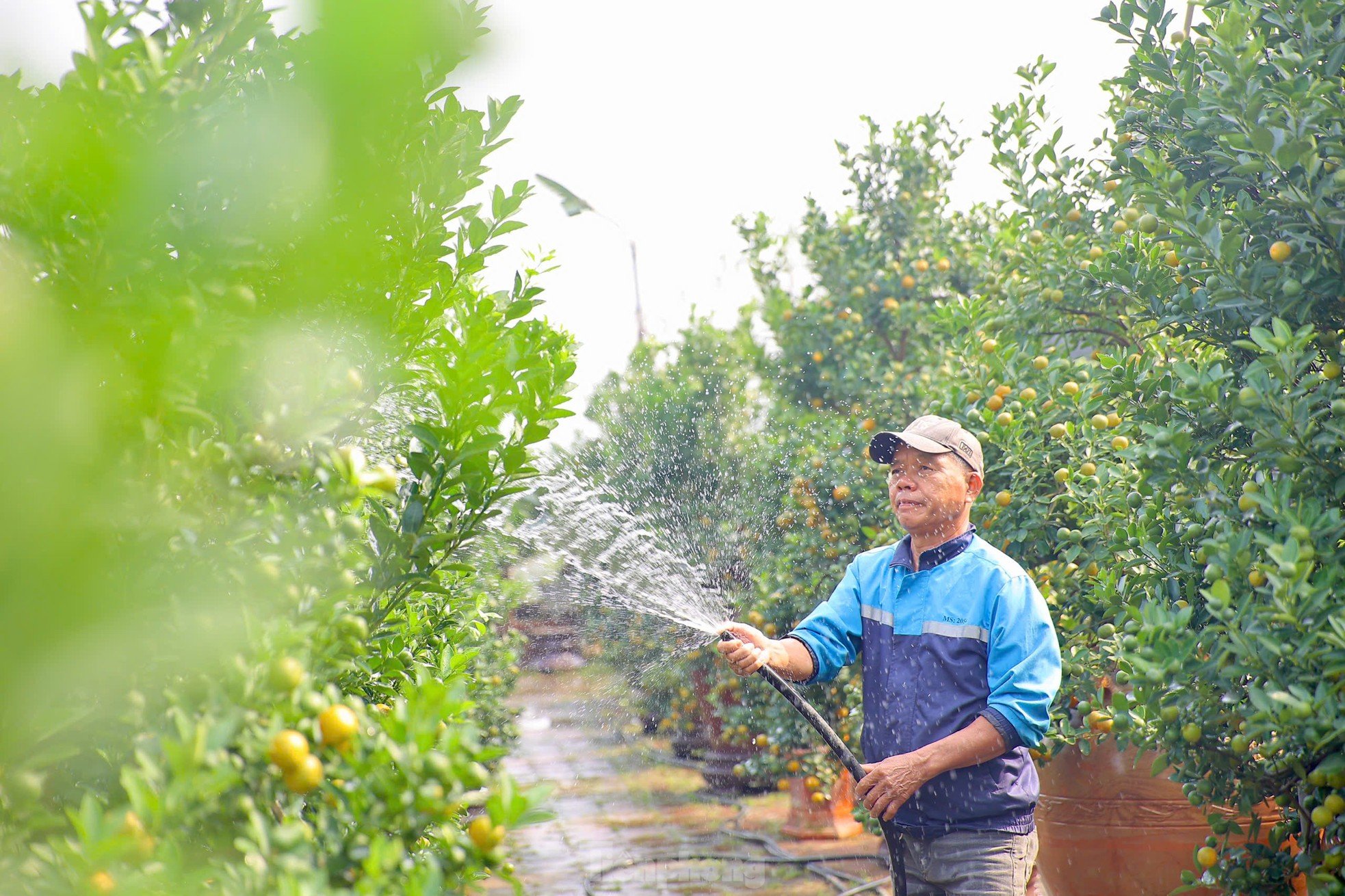 Les kumquats jaunissent, les jardiniers de Tu Lien sont occupés à préparer le Têt, photo 6