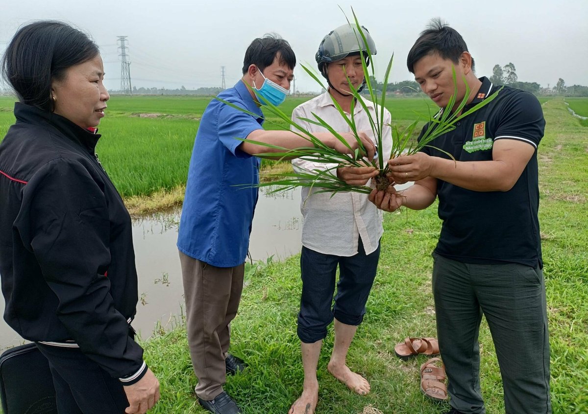 Engineer 'magically' makes seeds germinate super fast