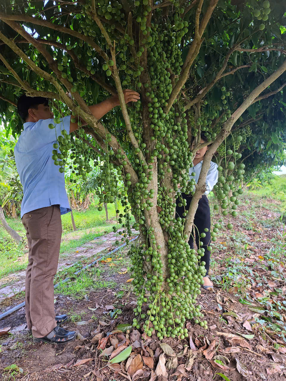 Jardin de fraises dans la région sucrée d'U Minh, Ca Mau (Hoang Nam)