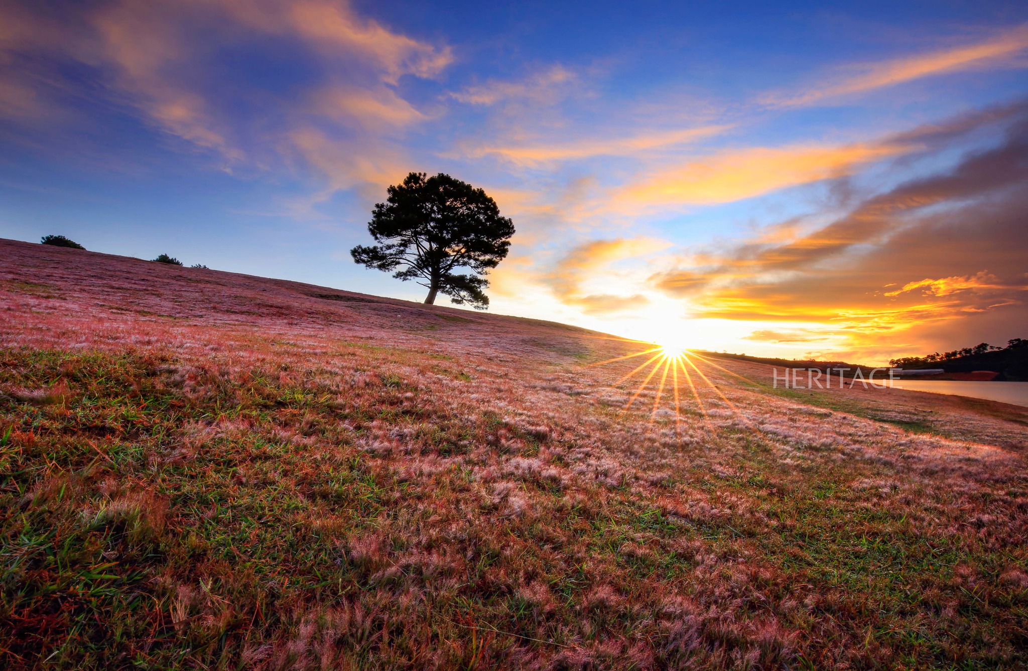 The hill in Da Lat attracts people to check-in thanks to the pink color of the grass