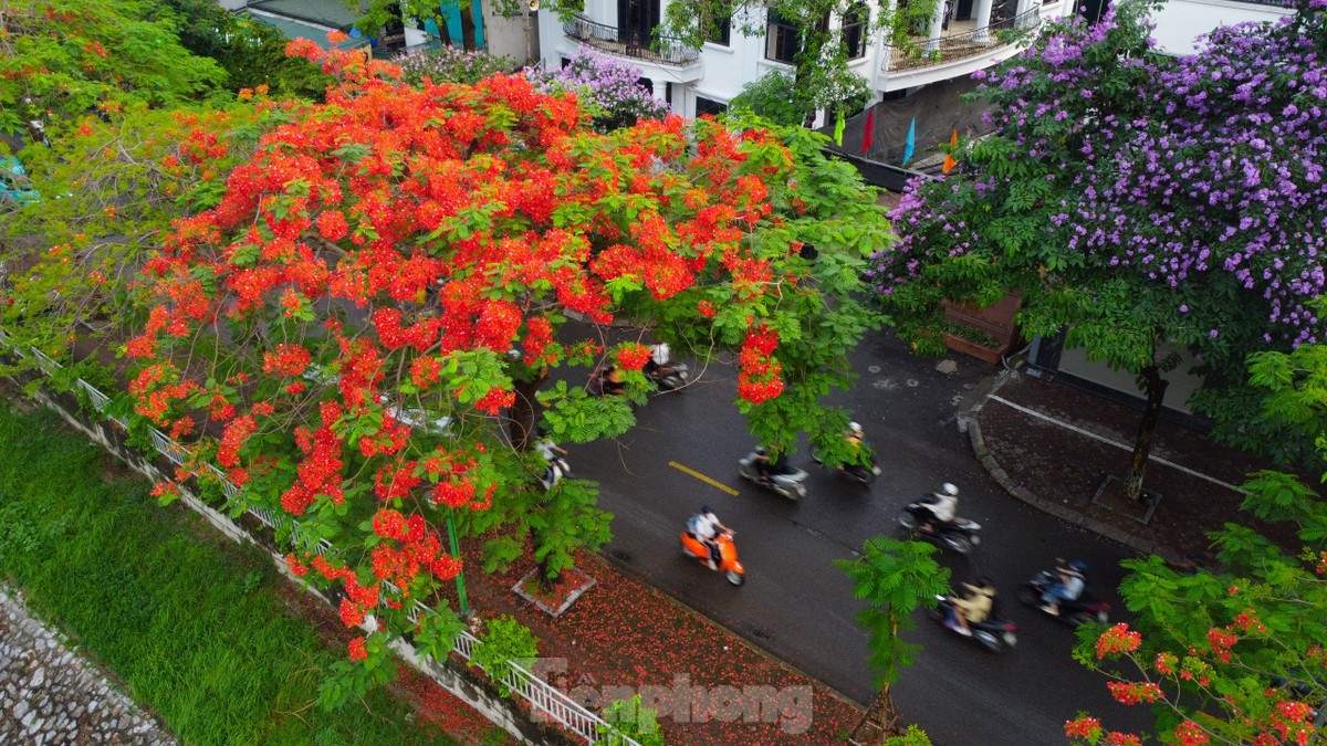 Les fleurs de phénix rouges « illuminent » les rues de Hanoï, photo 2