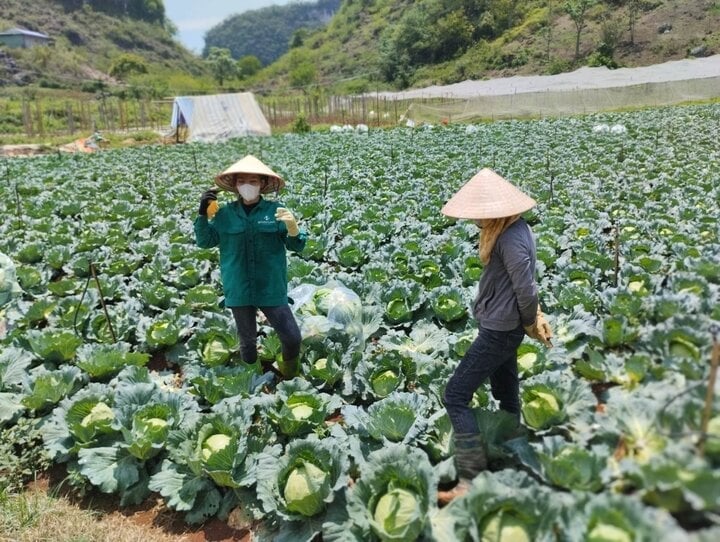 Phát triển trồng rau theo hướng hàng hóa với sự dẫn dắt của HTX đang giúp người dân Sơn La nâng cao thu nhập và giảm nghèo bền vững.