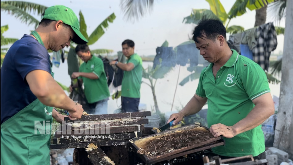 Mùa mật ngọt nơi rừng ngập mặn Kim Sơn