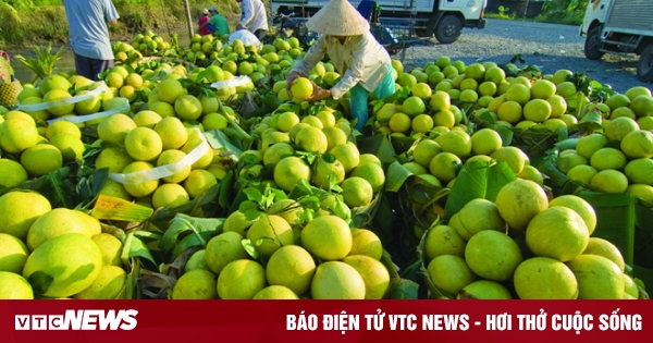 Vinh Long organiza el Festival de la Agricultura