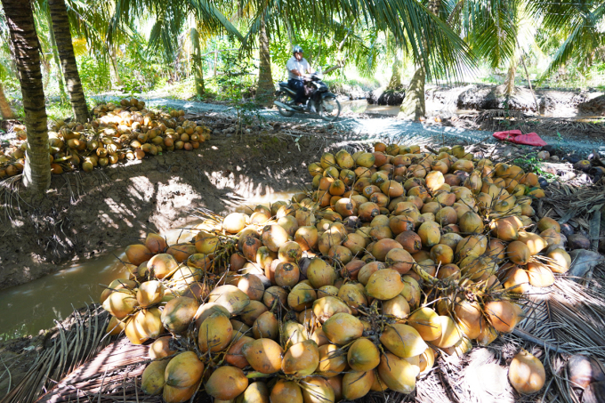 Cheap price, more than 2,000 coconuts...overripe, had to be picked and taken to the garden to wait for the dry coconuts to be sold as seeds. Photo: Hoang Nam