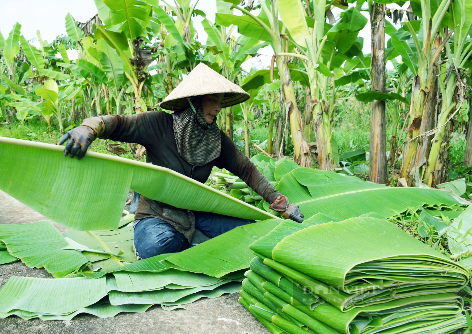 Growing bananas for leaves earns millions every day