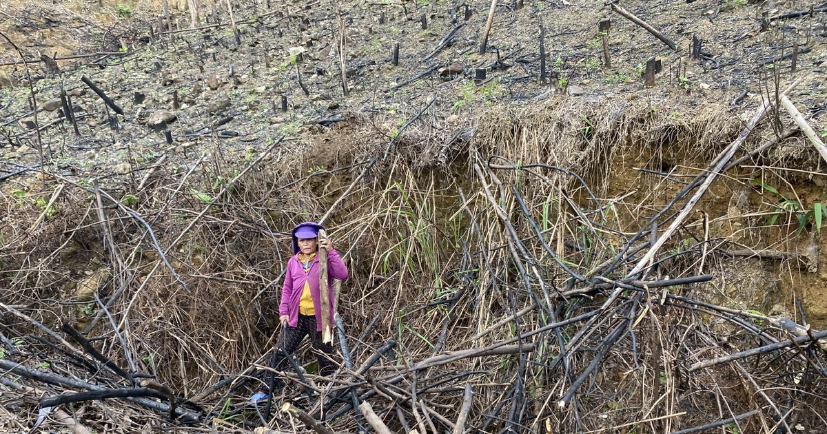 Quang Ngai : Plus de 8 200 hectares d'acacias sont touchés par la maladie du flétrissement.