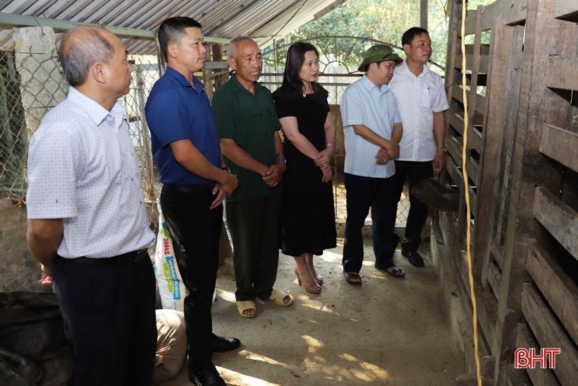 Huong Son considera expandir la cría de ciervos de alta calidad