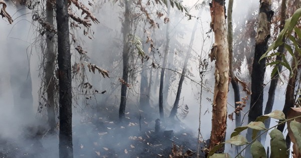 Contrôle opportun de l'incendie de forêt de cajeput à Bac Lieu