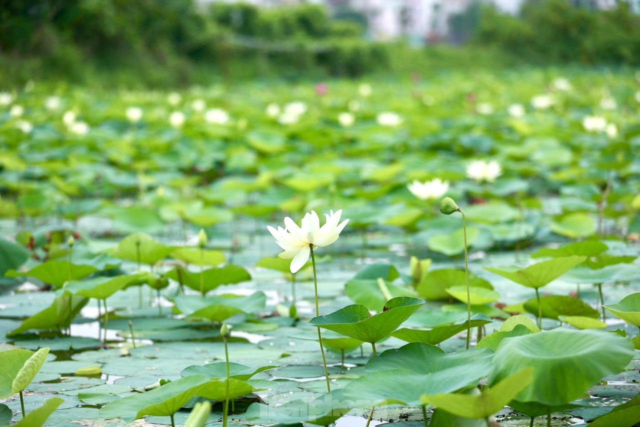 Des jeunes portant l'Ao Dai prennent des photos à côté de fleurs de lotus blanches, photo 6