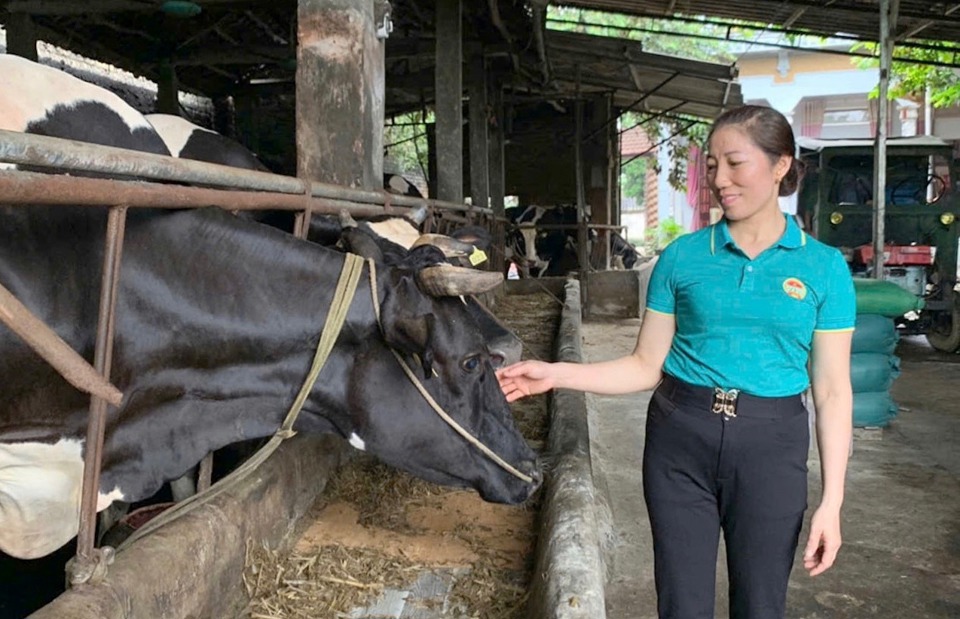 Trang trại chăn nuôi bò sữa của chị Tạ Thị Năm mang lại doanh thu tiền tỷ mỗi năm.