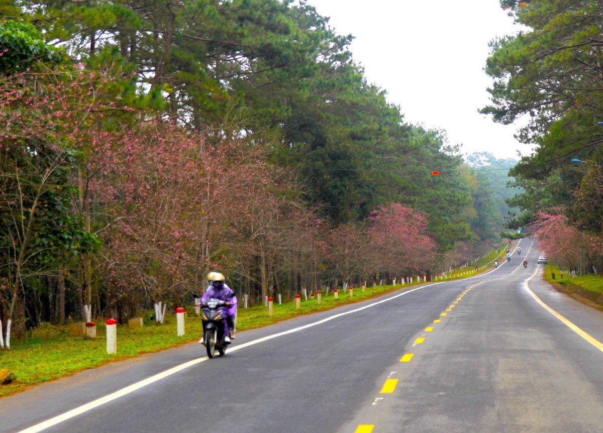 Admiring cherry blossoms 'dying' the whole town of Mang Den in pink photo 7