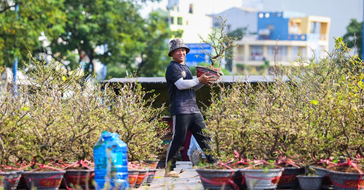 Nên niêm yết giá hoa Tết công khai để không còn cảnh người mua ép giá, người bán đập bỏ