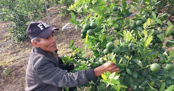 Four-season lemon, a fragrant tree, successfully grown in Phu Yen, a short tree with lots of fruit.