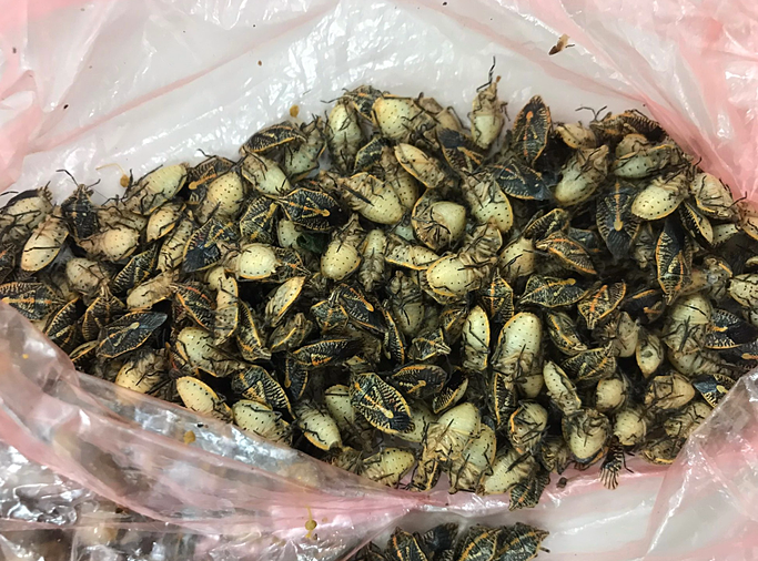 5 personas envenenadas tras comer casi 1 kg de chinches apestosas fritas