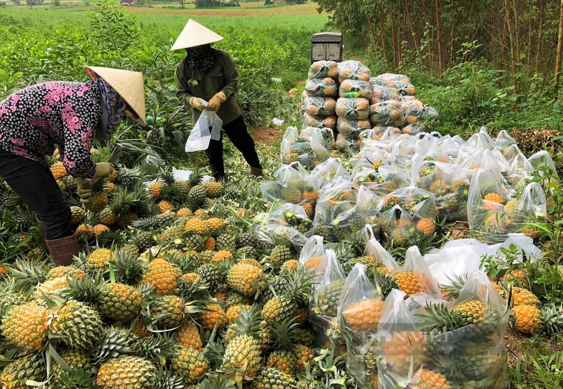Trồng dứa 