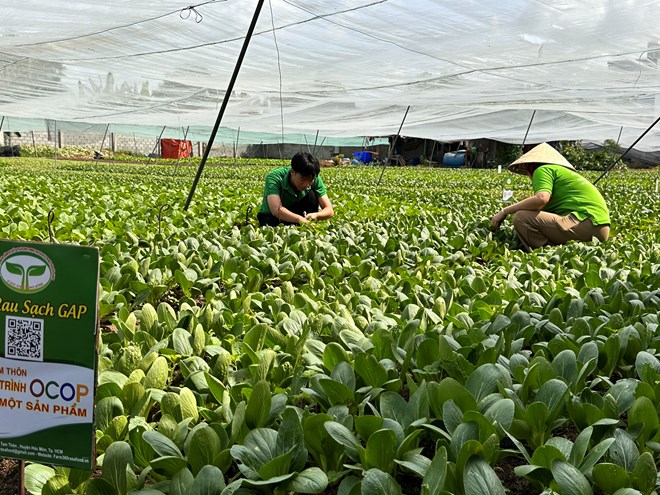 Purchasing power in Ho Chi Minh City gradually recovers, businesses increase Tet goods supply