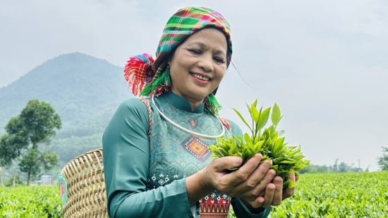 Tea line with the scent of wild flowers on the eastern slopes of Tam Dao