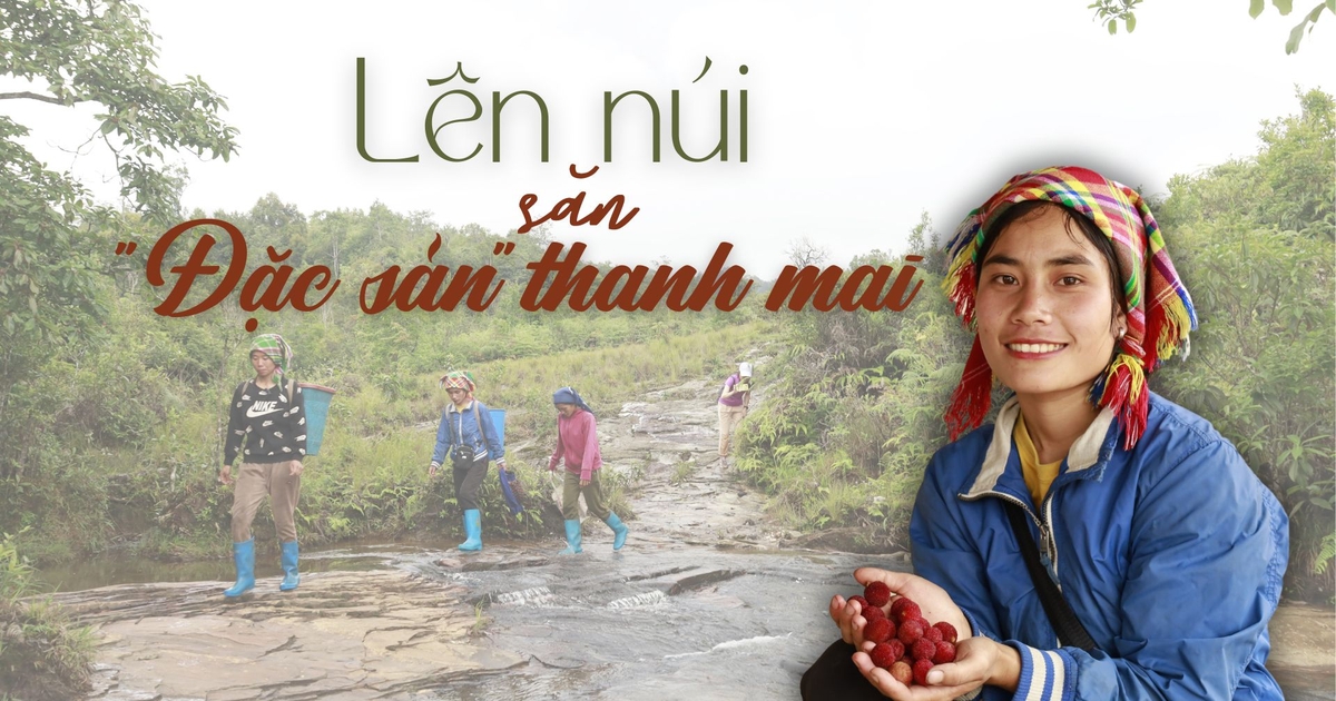 Lên núi săn “đặc sản” thanh mai