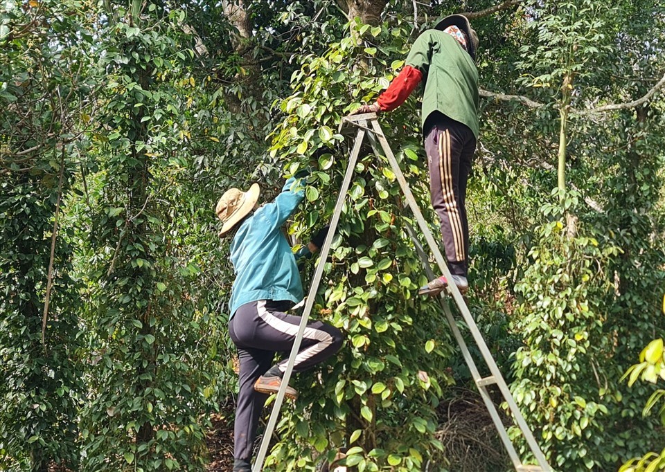 Giá tiêu tiếp tục tăng mạnh?