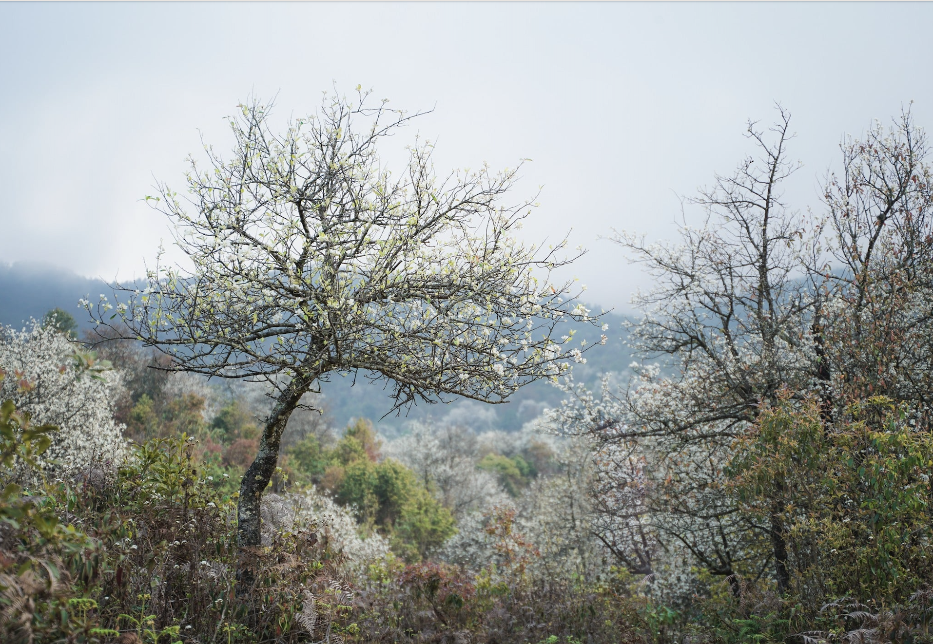 March in Son La, celebrate the festival in the largest hawthorn flower forest in Vietnam