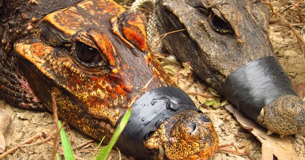 アフリカの生物が新しい種に変異しつつある。