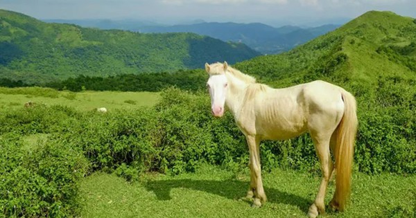 Cách Hà Nội 100km là một thảo nguyên như Đà Lạt thu nhỏ ở Bắc Giang, có con động vật trắng toàn tập