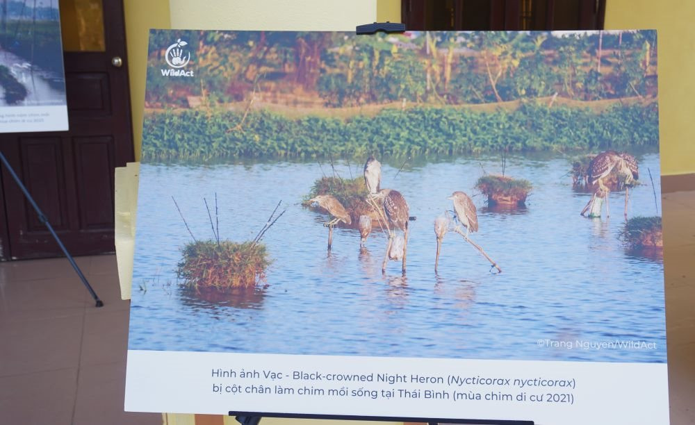 Fortalecimiento de la propaganda para proteger a las aves migratorias