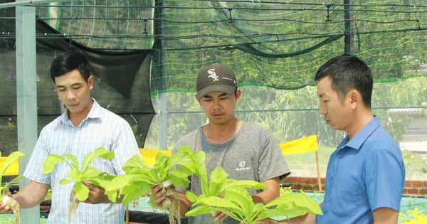 9X Khanh Hoa "dejó su salario extranjero" de más de 30 millones de VND/mes para regresar al campo a cultivar vegetales exuberantes y criar peces densos