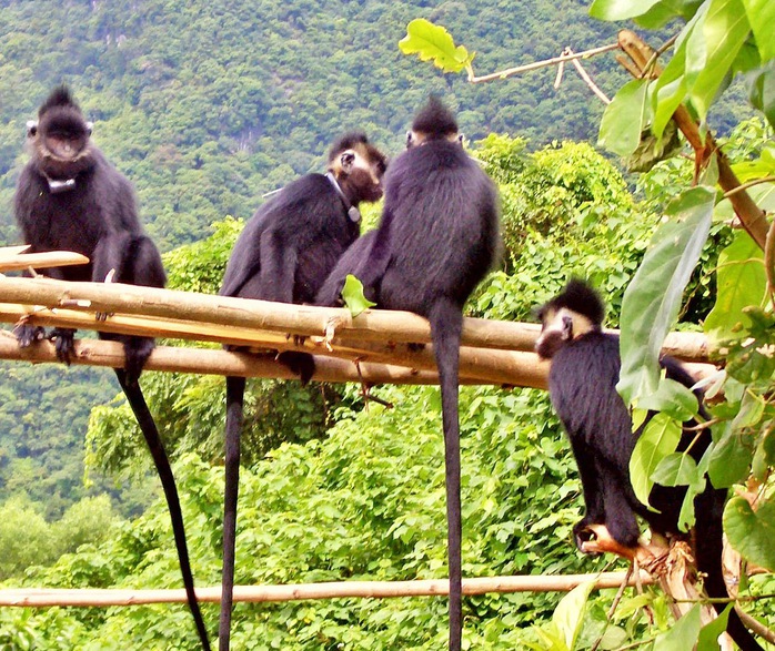 Hatinh langur គឺជាប្រភេទសត្វព្រូនដ៏កម្រមួយប្រភេទ ដែលត្រូវបានរកឃើញតែនៅក្នុងកន្លែងមួយចំនួនក្នុងពិភពលោក រួមទាំង ហ្វូងញ៉ា - កែបាំង - រូបថតផ្តល់ដោយឧទ្យានជាតិ Phong Nha - Ke Bang