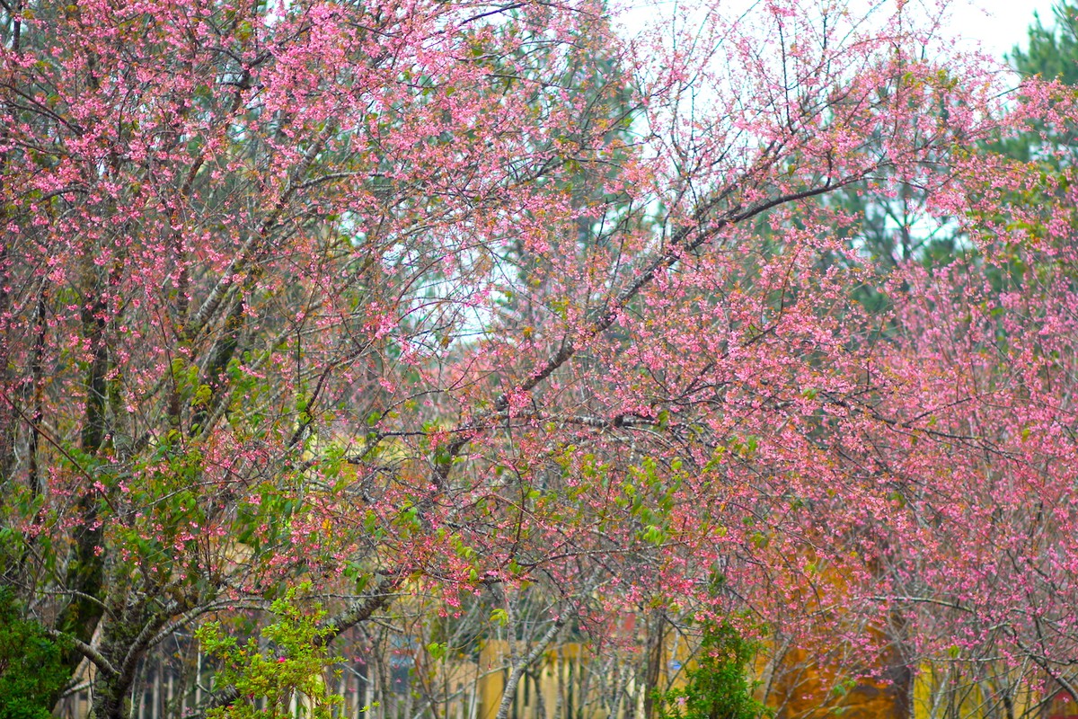 Admiring cherry blossoms 'dying' the whole town of Mang Den in pink photo 11