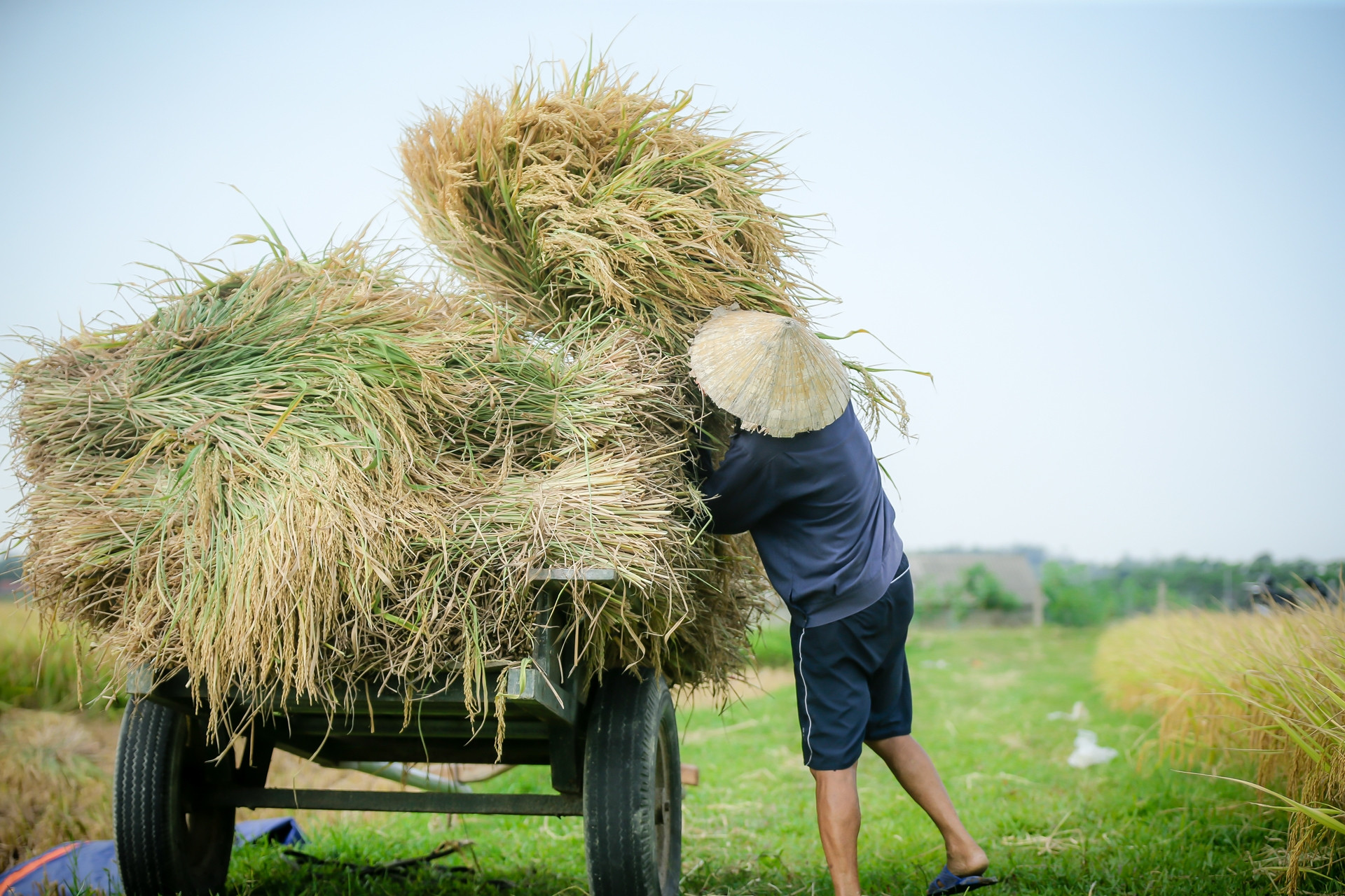 Ngân hàng Nhà nước hướng dẫn cho vay chương trình 1 triệu ha lúa chất lượng cao