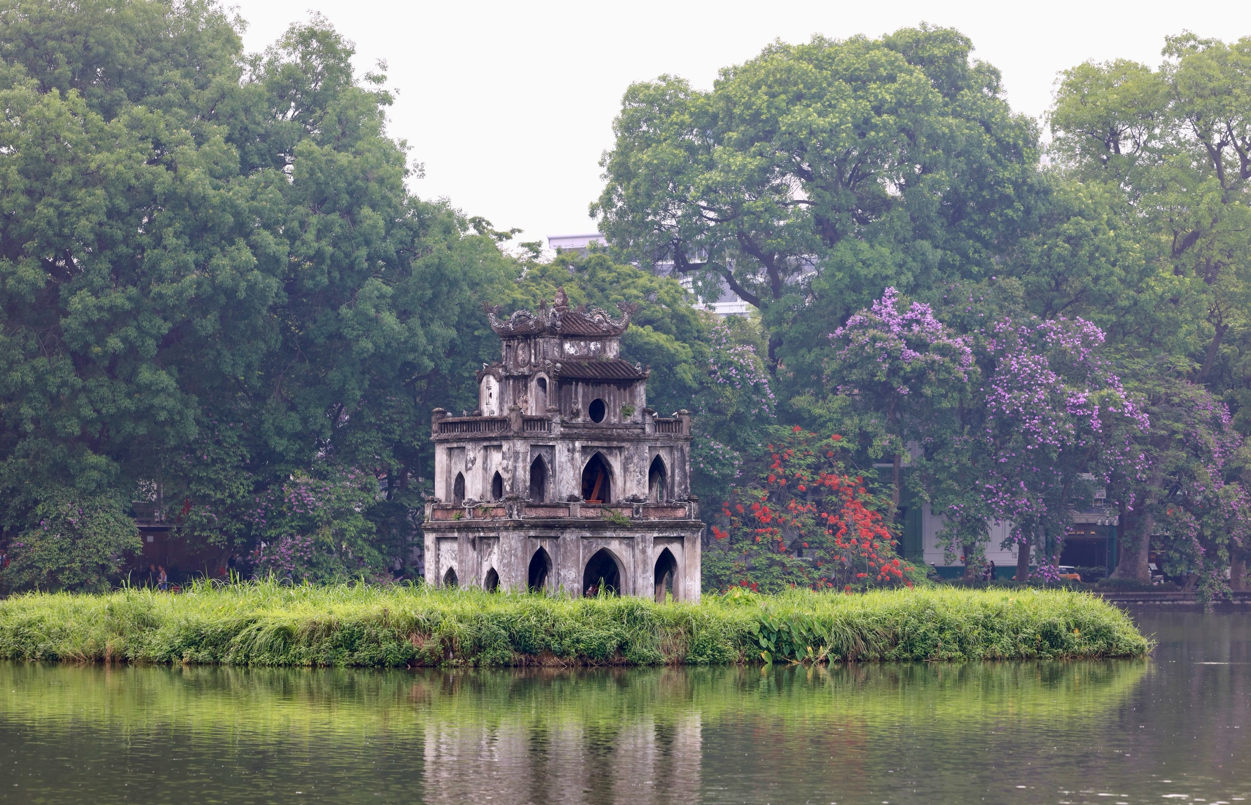 Những cây hoa bằng lăng nở rộ cùng phượng vĩ đỏ rực rỡ bên hồ.