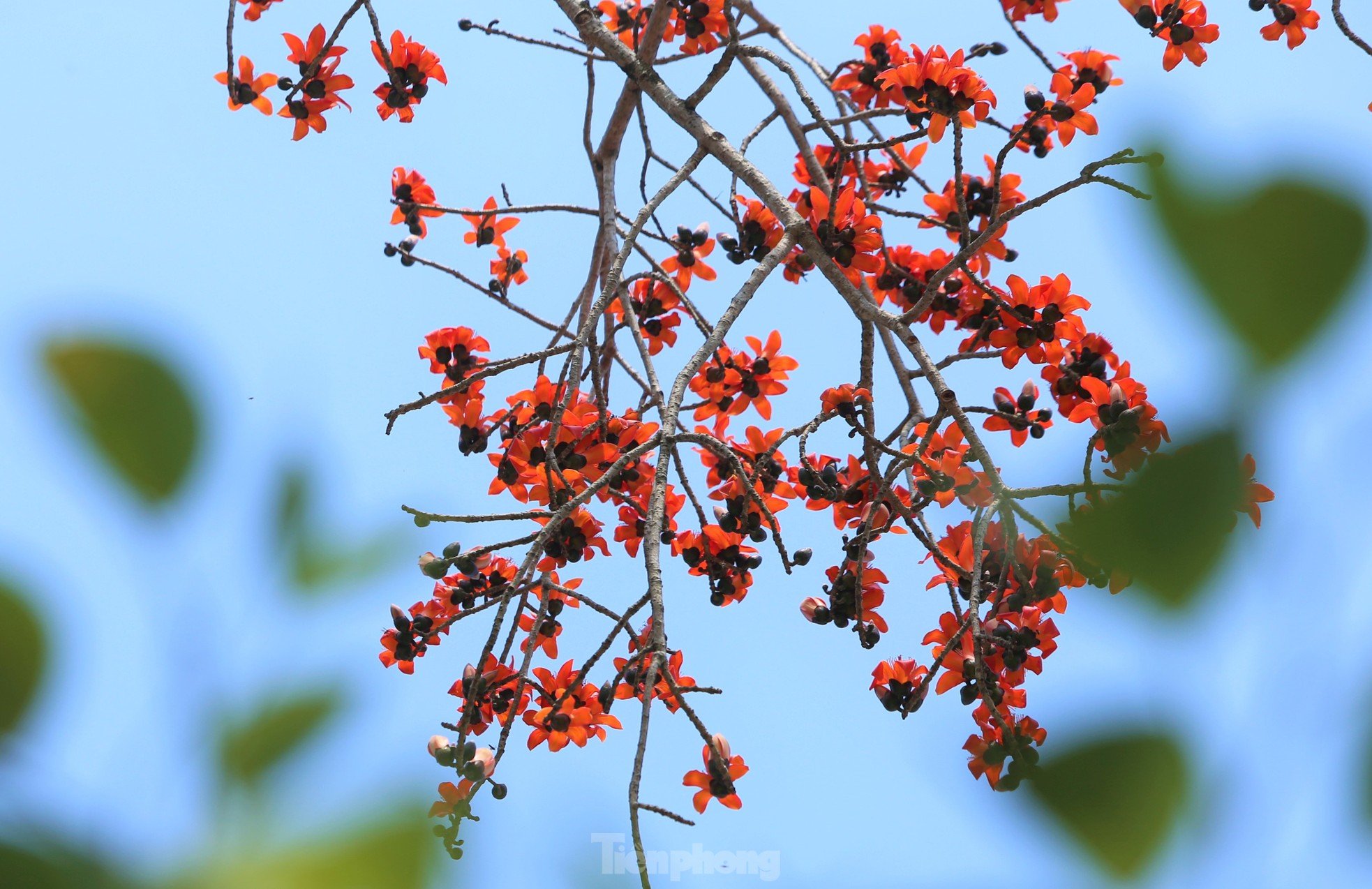 Fascinated by the ancient cotton trees blooming in the hometown of the great poet Nguyen Du photo 5
