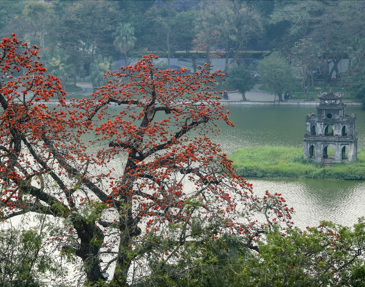 Hanoi in der Saison der Baumwollblüten blühen im weißen Nebel