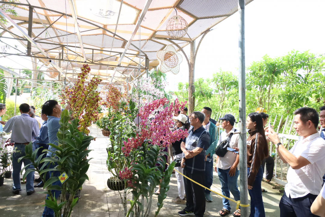 Orchid lovers enjoy admiring the works displayed at the contest.