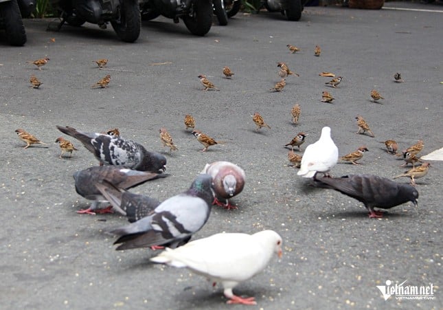 Un vendeur de billets de loterie à Ho Chi Minh-Ville achète de la nourriture pour « soigner » les oiseaux sauvages afin de réduire la solitude photo 4