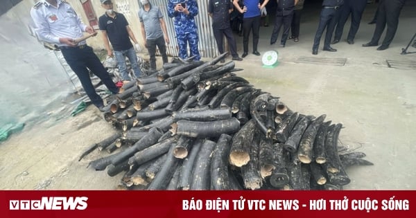 Fast 1,6 Tonnen schwarz bemaltes Elfenbein in einem Container in Hai Phong entdeckt