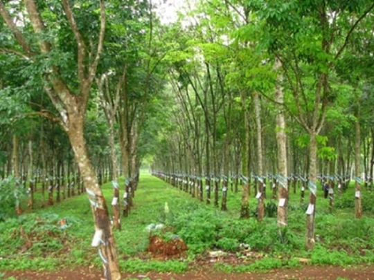 En annonçant le bénéfice le plus élevé depuis 11 ans, comment Tay Ninh Rubber l'explique-t-il ?