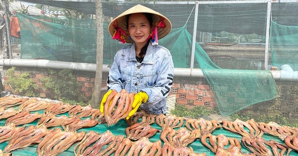 Snakehead fish meat is rich in protein, raised densely, big fish, an An Giang man caught and dried snakehead fish, sold out