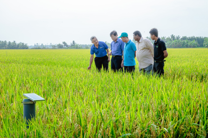 Dr. Thanh My (far left) and visitors view technological solutions in the fields. Photo provided by the company