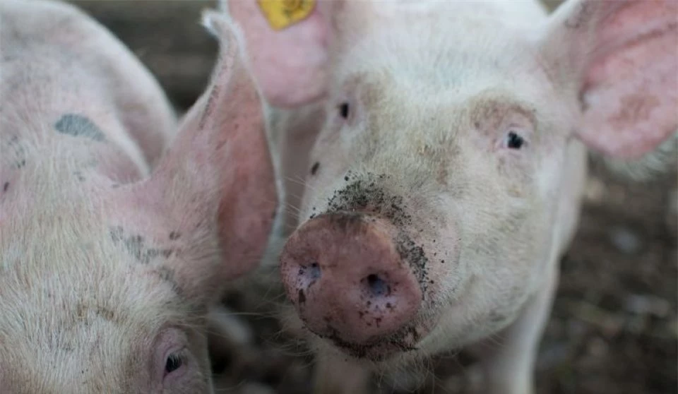 Schweinepreis am 19.10.2024: Weiterhin leichter Rückgang