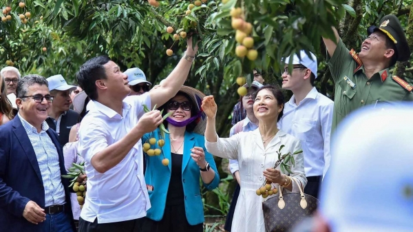 Accompagner le litchi Thanh Ha du jardin familial au monde