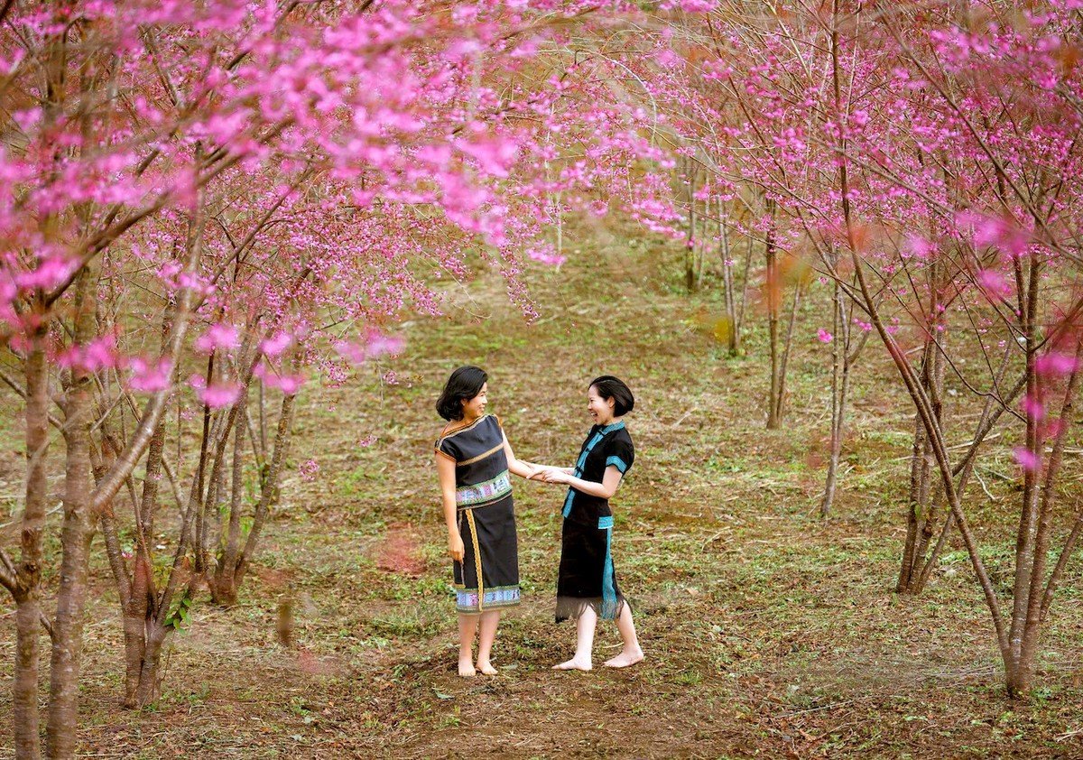 Admiring cherry blossoms 'dying' the whole town of Mang Den in pink photo 12