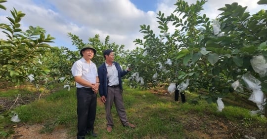 Los agricultores taiwaneses obtienen grandes beneficios al cultivar guayaba orgánica