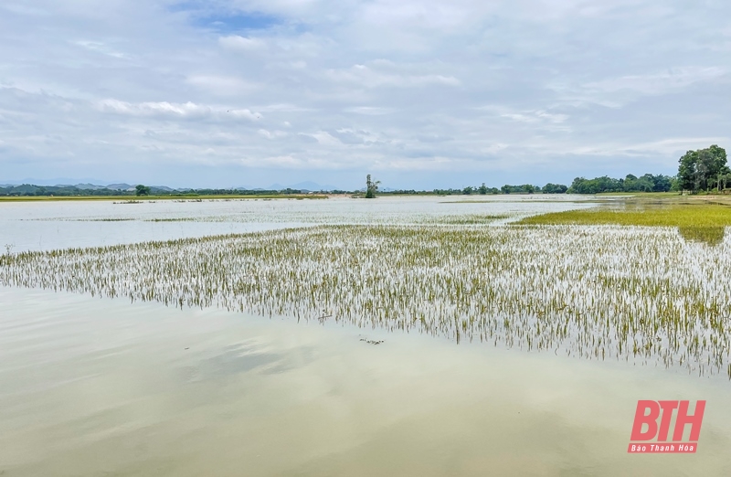 Des dizaines d'hectares de rizières de printemps risquent d'être perdus à cause de profondes inondations