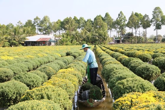 サデック市の観賞用花の生産額が3兆ドンを超える