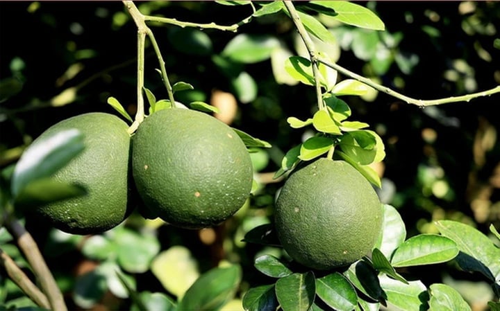 Se otorgan códigos de área de cultivo para exportar pomelo de piel verde en cuatro áreas de cultivo de la provincia de Ba Ria - Vung Tau para exportar pomelo fresco al mercado estadounidense. (Foto: Hong Dat)