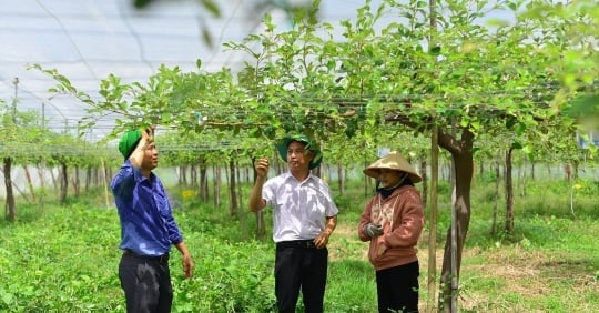 L'agriculture de haute technologie à Ninh Thuan : [Partie 3] Trouver des moyens d'échapper rapidement au modèle actuel