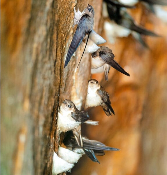 Die Vogelnestgewinnung und -verarbeitung in Khanh Hoa ist ein nationales immaterielles Kulturerbe.